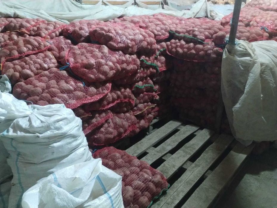 Cartofi rosii Laura samanta/consum