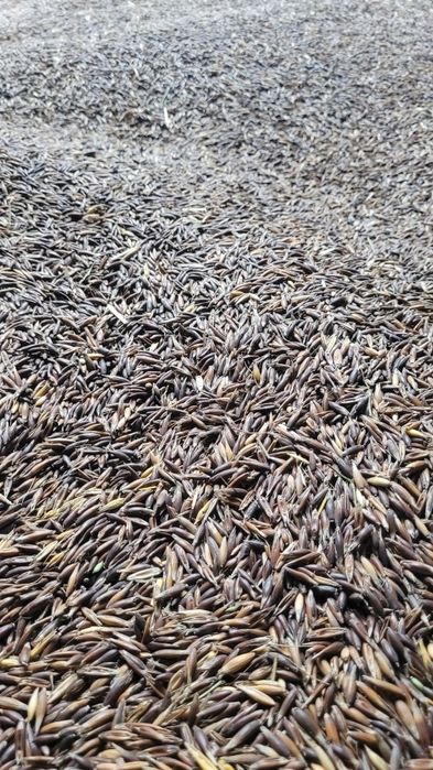 Vând ovaz negru productie 2025