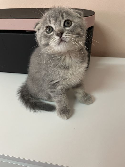 Элитные шотландские котята