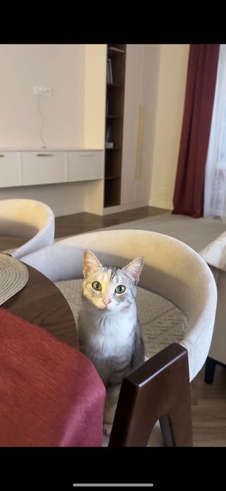 Отдам кошку в добрые руки