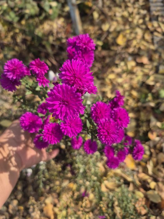 Продаю Цветы домашние