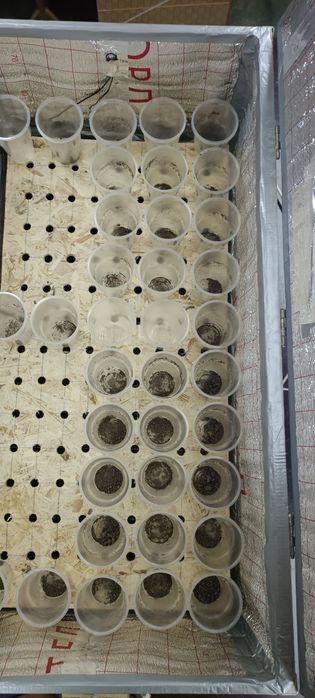 Продается брудер-мини парник,для россады.