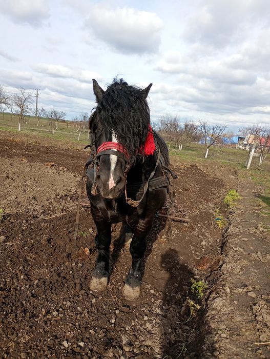 Armăsar de vânzare