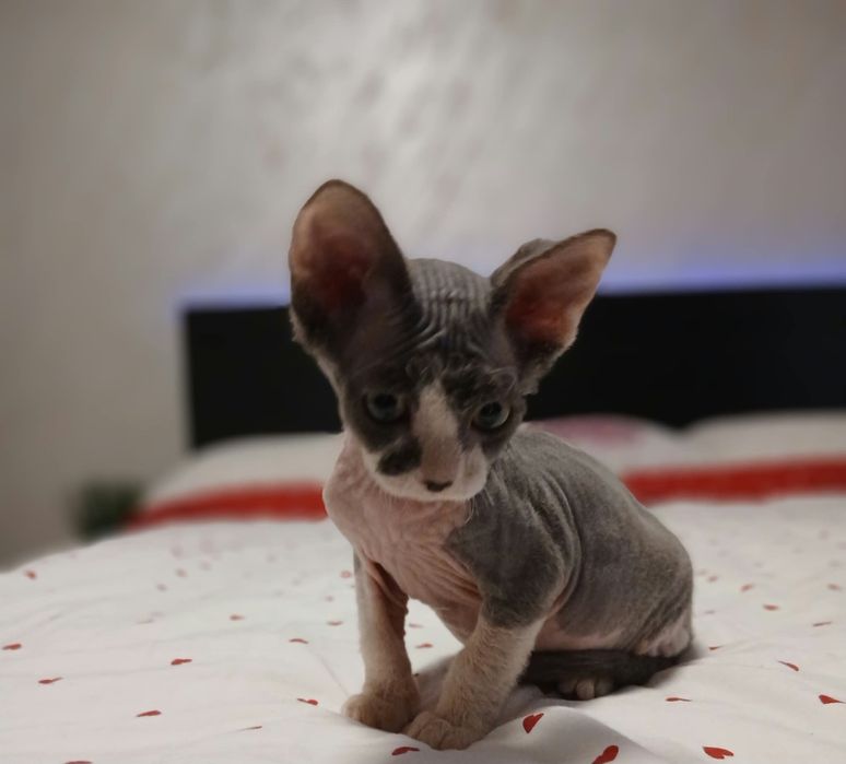 Fetiță sphinx/sfinx deosebita