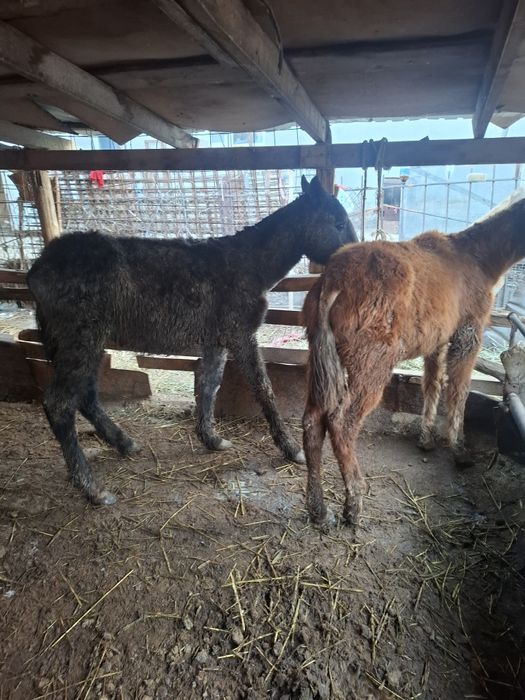 Жабагы сатылады.