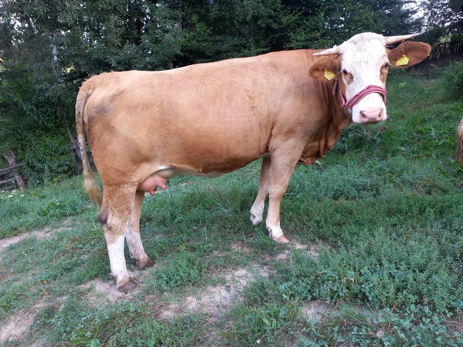 Juninca Baltata Romaneasca