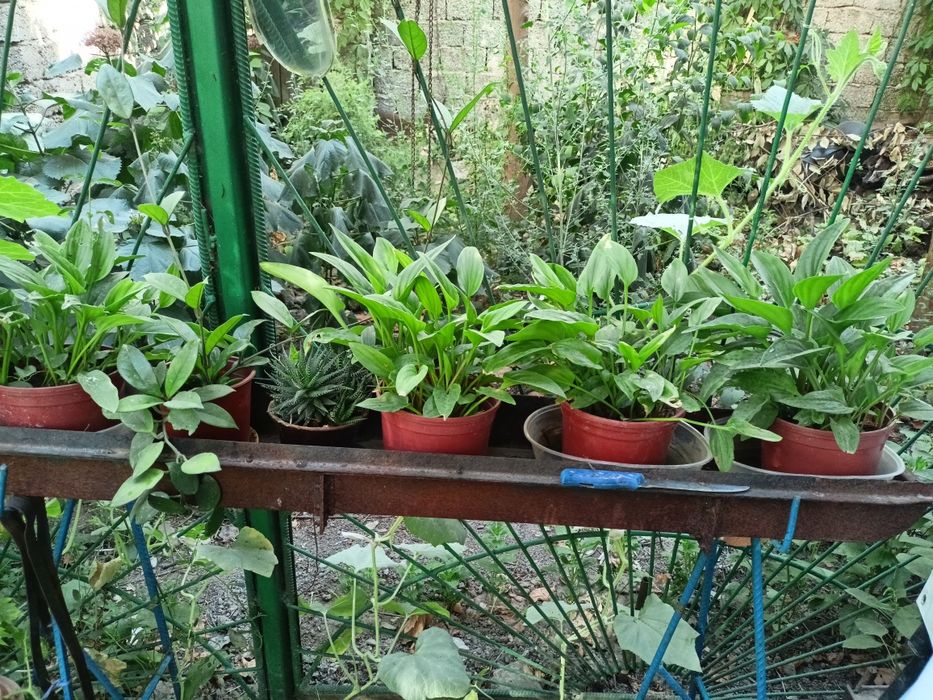 Домашние цветы   из дома