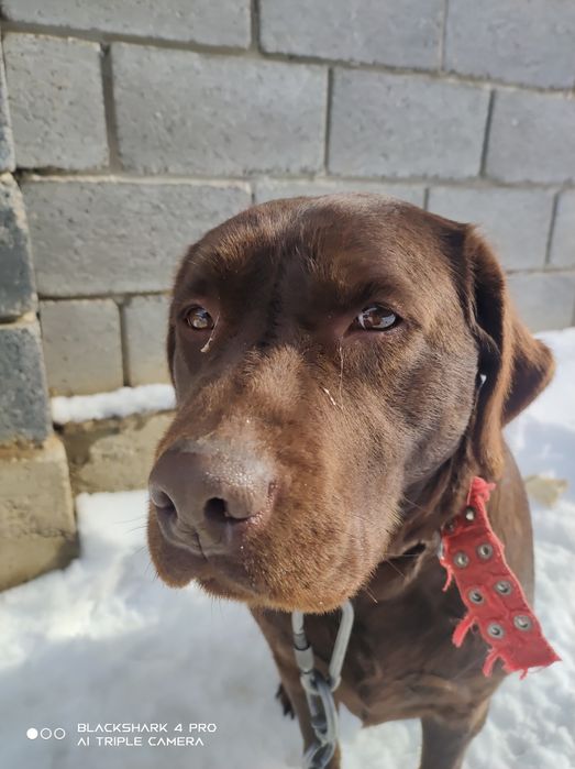 собака лабрадор домашняя