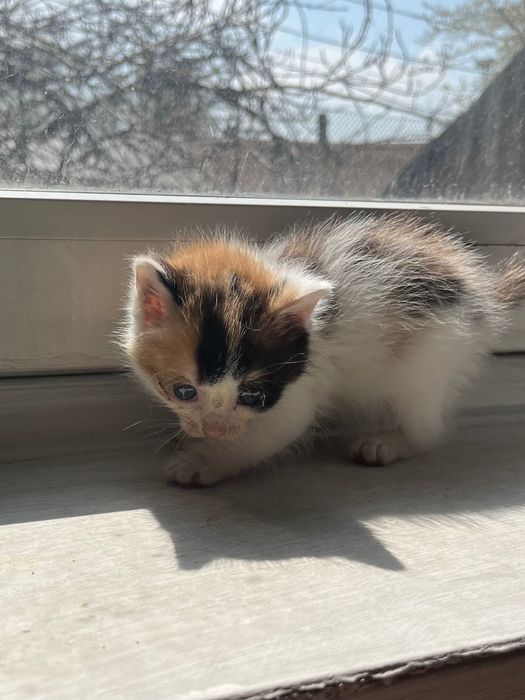 Отдам котят даром