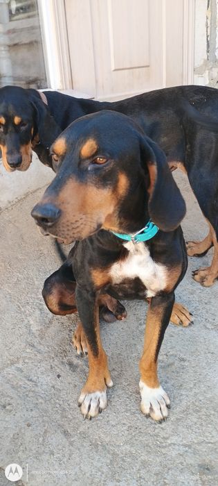 Лудогорско гонче