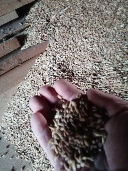 Vând Grâu recoltă proprie 2025