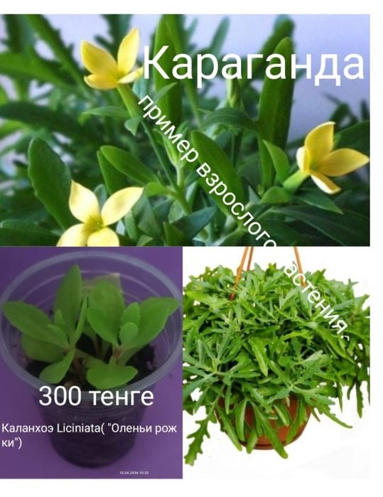 Комнатные растения