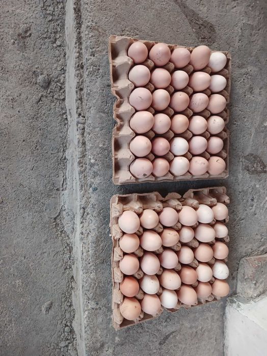 Yangi tuxumlar sotilladi