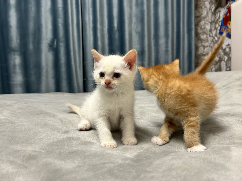 Отдаю котят в добрые руки