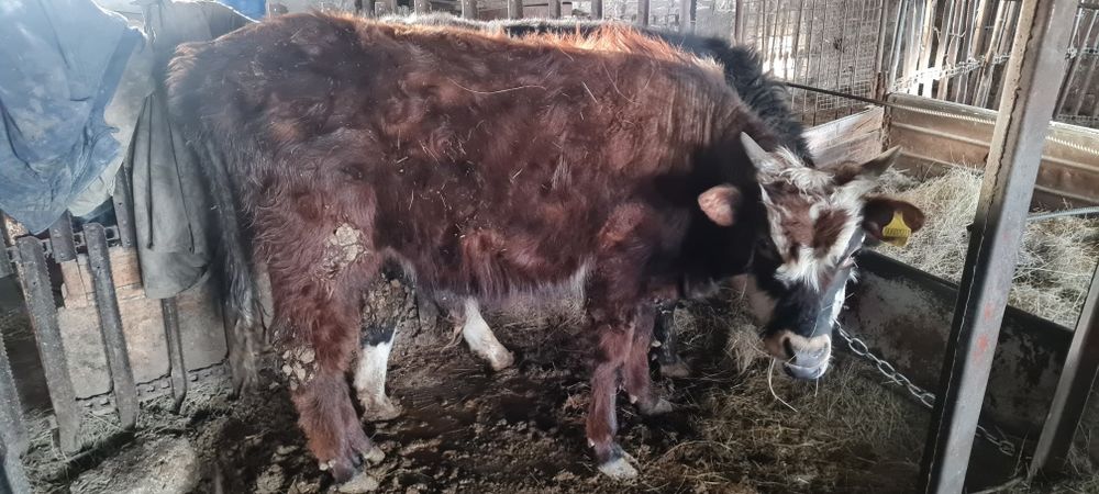 Продам двух бычков