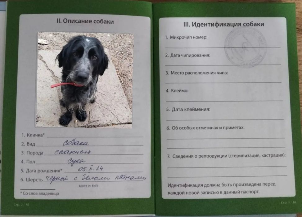 Продам щенят русский спаниель