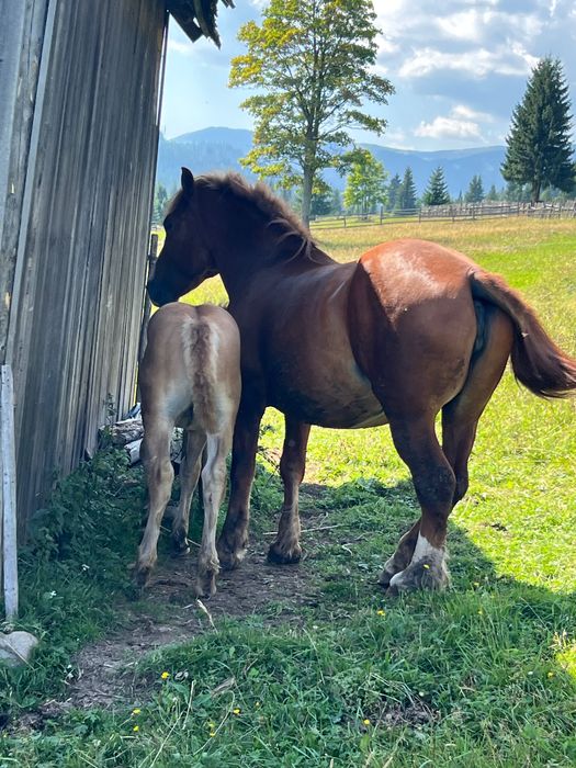 Vând iapă grea cu mânză de 3 luni
