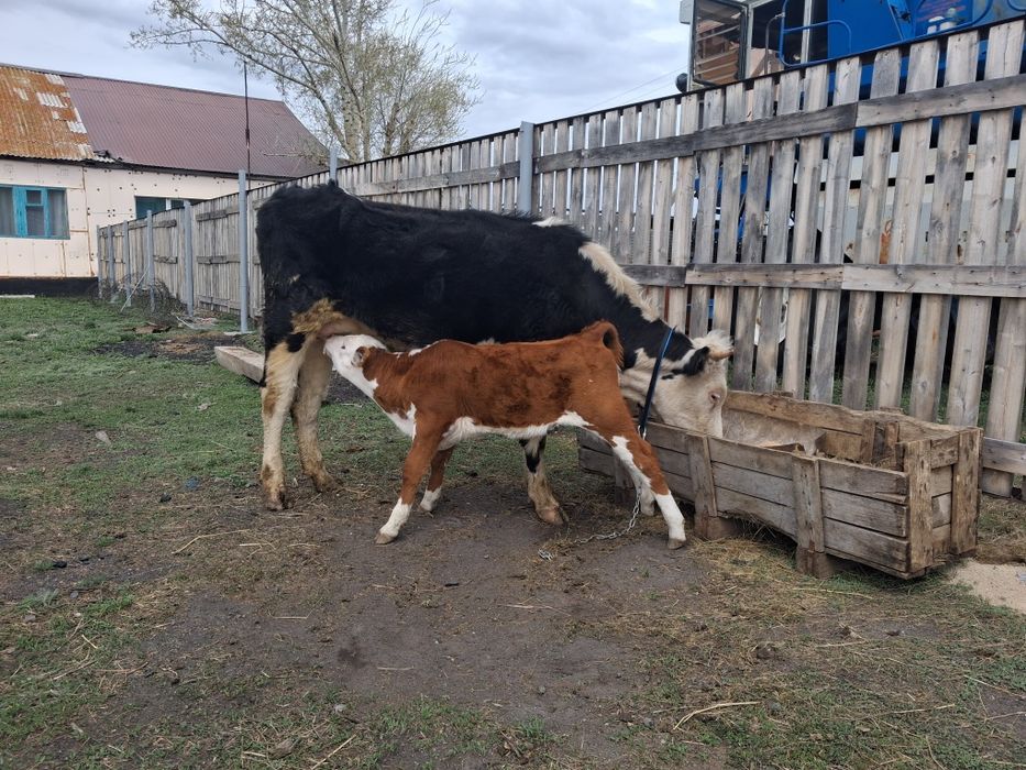 Продам первотелку с теленком