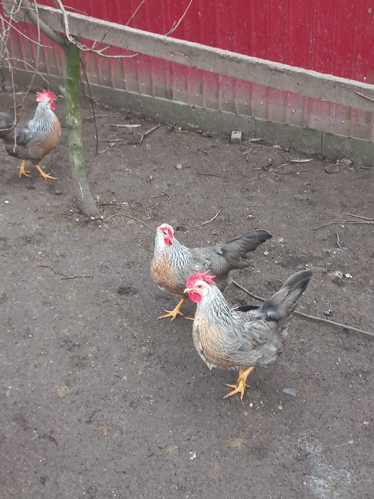 Oua incubat italiana argintie