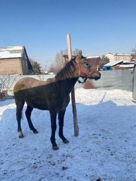 850 000.срочно таза кан байтал сатылады.