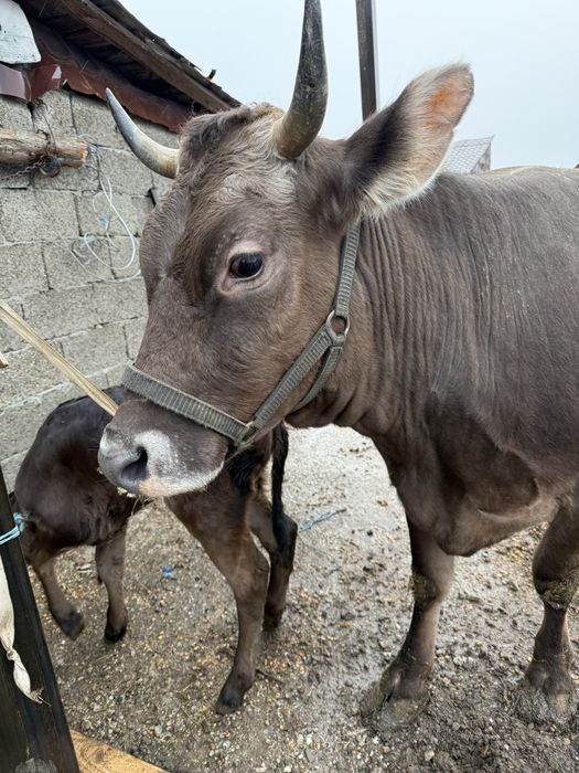Vacă la prima fătare o vitica angus