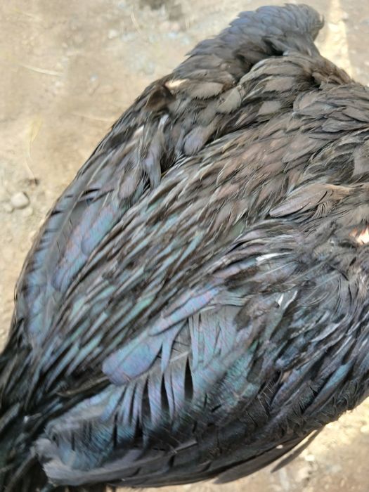 dakan sotiladi jõja