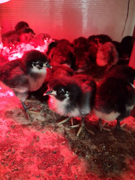 Pui Australorp de vânzare 25 lei