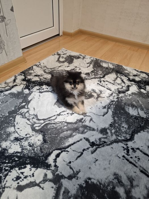 Кученце померанче