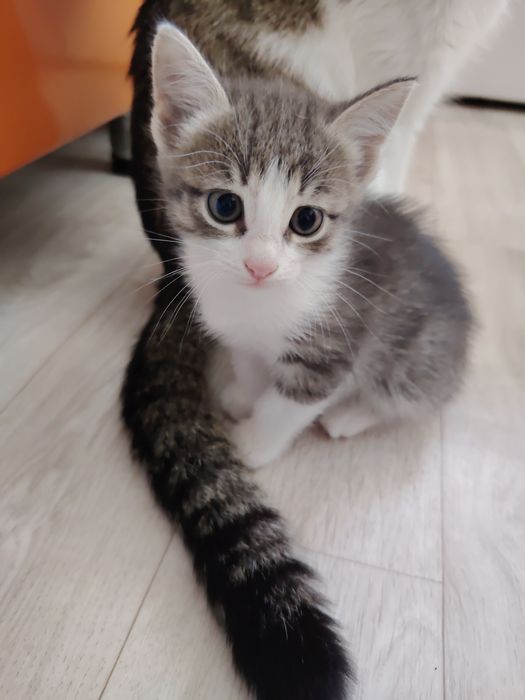 Отдам кошечку в добрые руки.