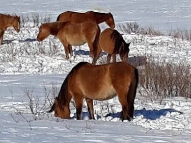 Жылқы сатамын / Продам лошадей