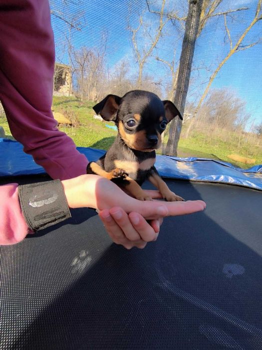 Малки пинчерчета