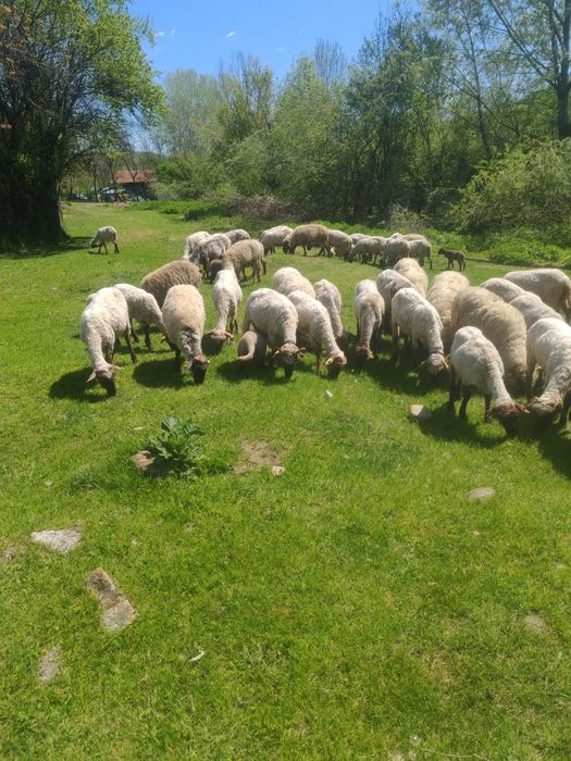 Vând 40 de oi,la prețul de 550 de lei bucata