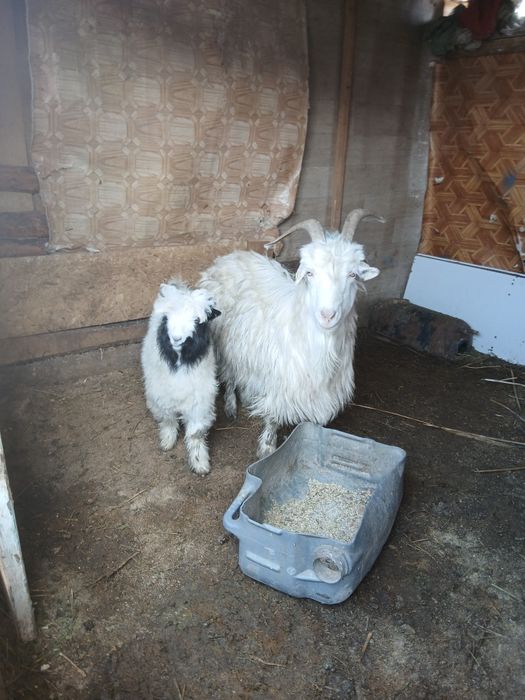 Қой ешкі сатылады