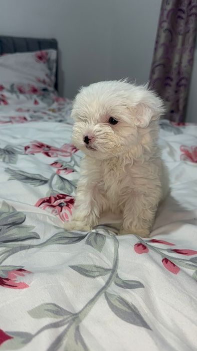 Pui de bichon havanez