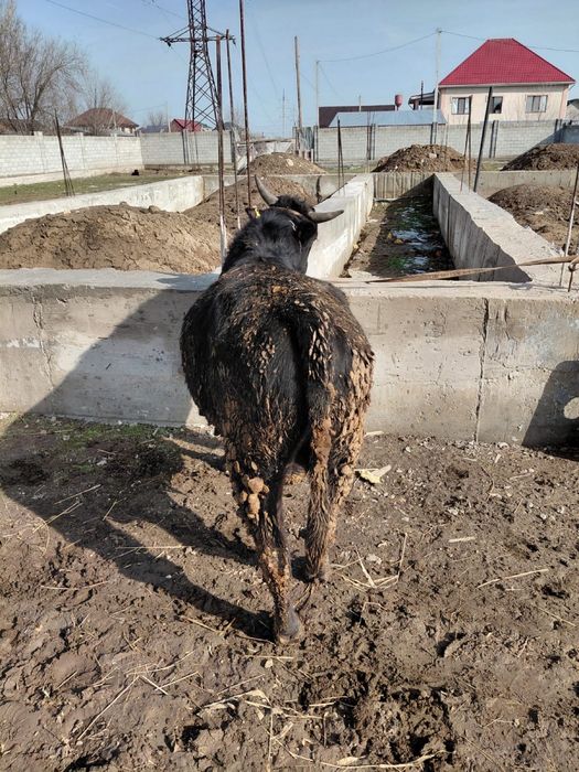 Продам два бычка