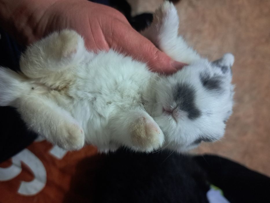 Декоративный кролик