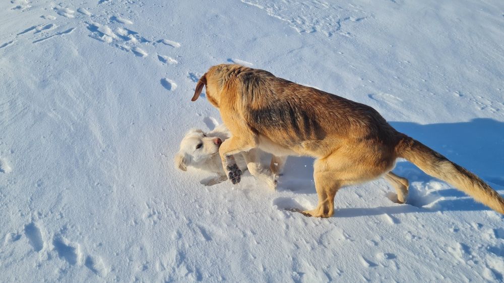 собака породы "Гончак"