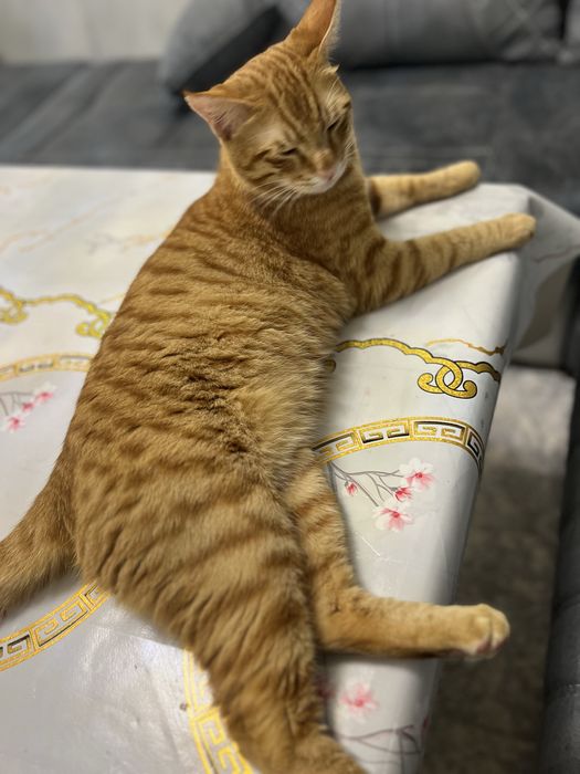 Mushuk vyaskaga beriladi