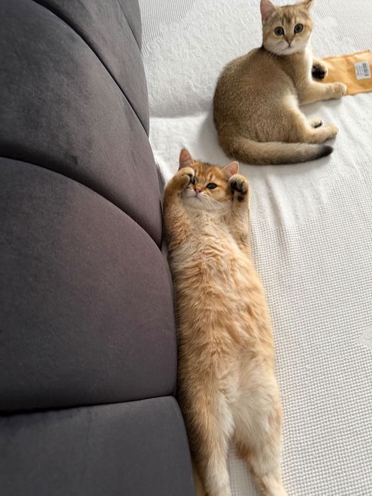 Котята Золотые Шиншиллы