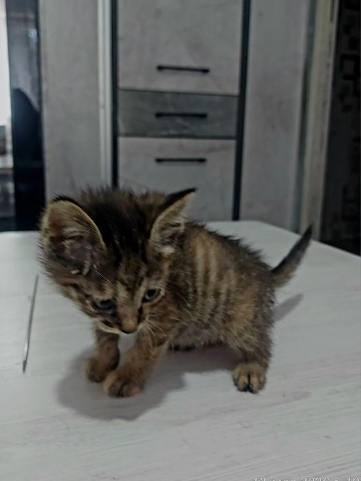 Игривые и милые котята