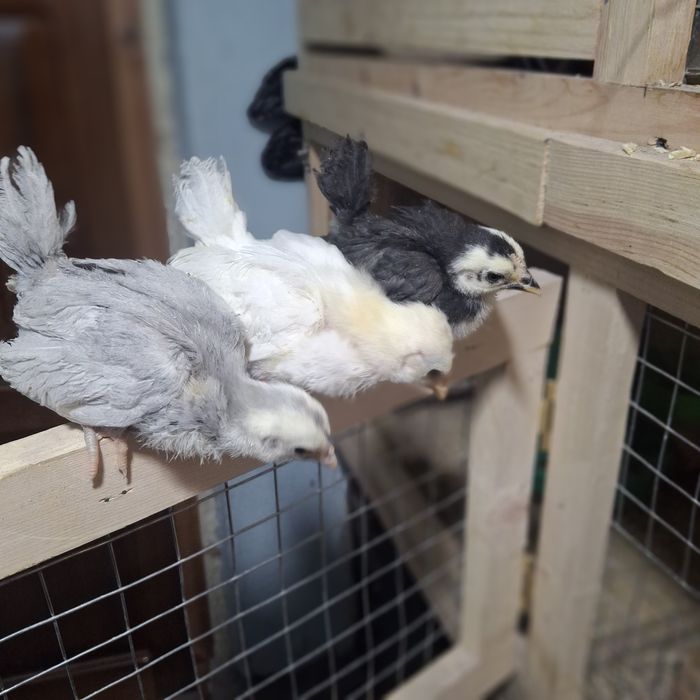 Цыплята породы ШАБО