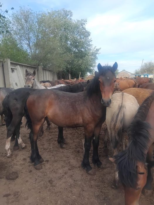 Продам лошадей с откорма ,молодняк .