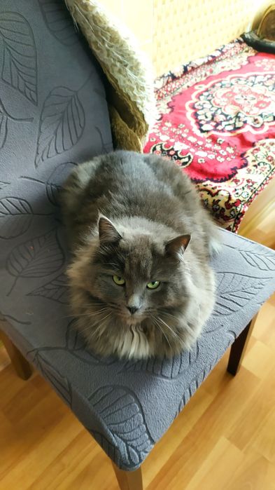 Прекрасный, пушистый, добрый кот