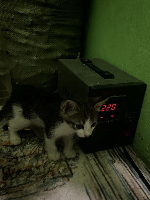 Отдам котят в хорошие руки!!!