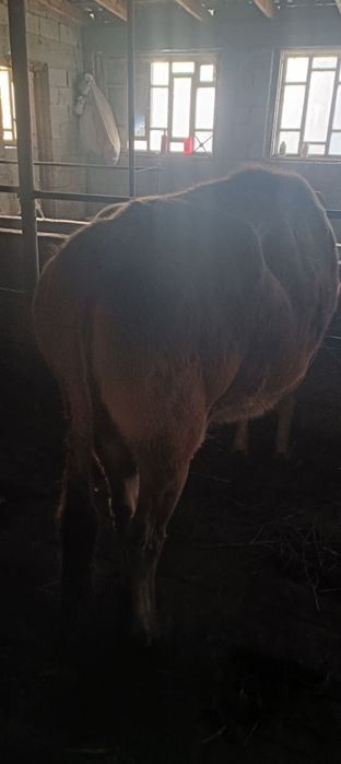 сиырлар сатылады