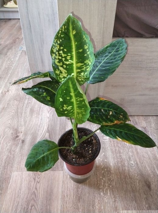 Комнатные цветы продажа