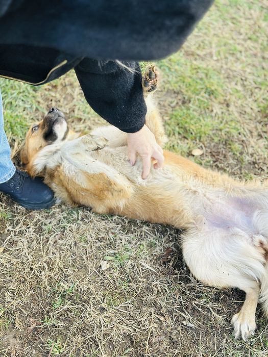 Бирочка ищет семью. Добрая собака