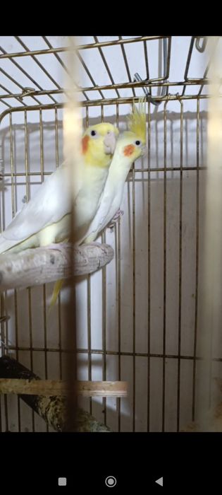 Птица карелла жёлтый. Белый   12 месяц пара пол ручной