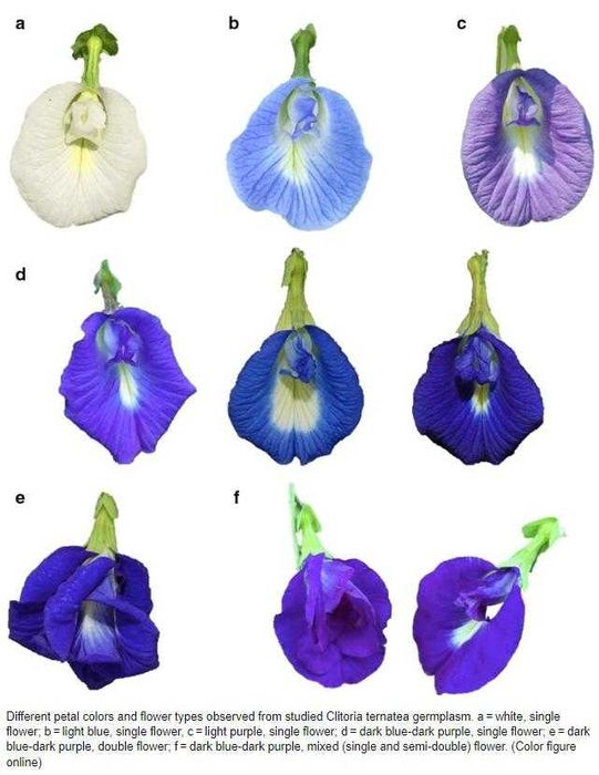 Клитория Тернатея Пеперуден Син Чай Очи Нервна Сист. Clitoria Ternatea