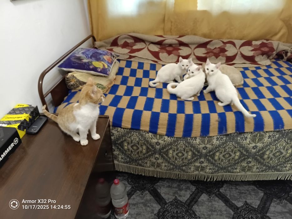 Подарявам котета 3 от тях са Бели